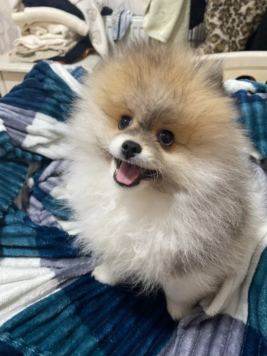 پامر عروسکی|سگ|گرگان, |دیوار