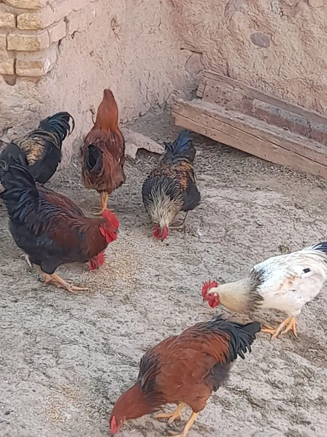 خروس برای قربانی و نگهداری|حیوانات مزرعه|معصومیه, |دیوار