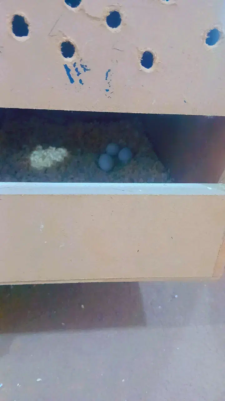 عروس|پرنده|جلین, |دیوار