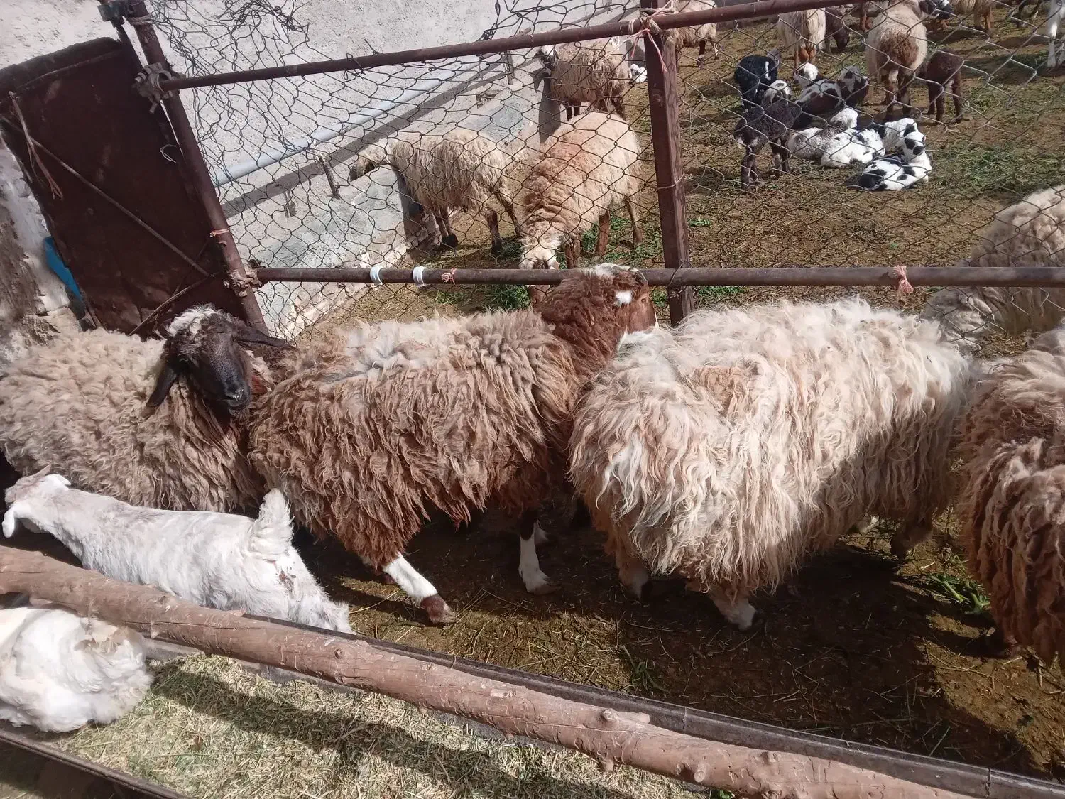 بره نر|حیوانات مزرعه|مود, |دیوار