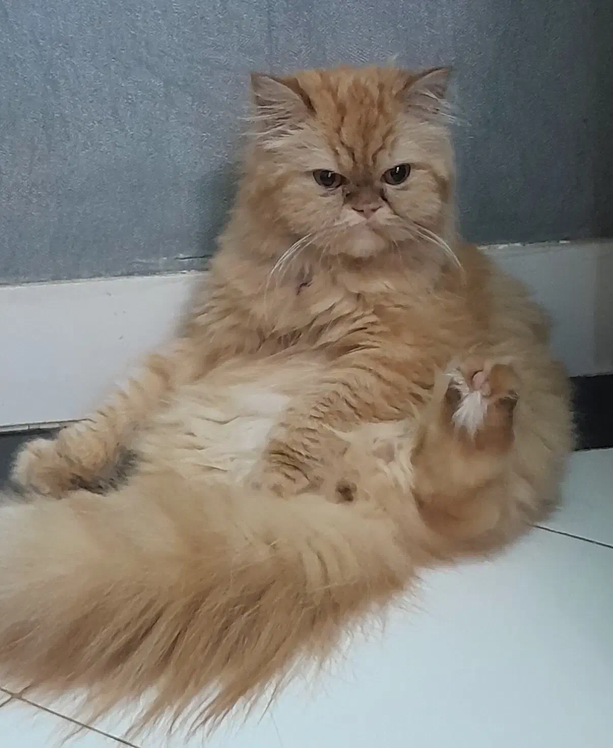 پرشین ماده جهت جفتگیری|گربه|رشت, بوسار|دیوار