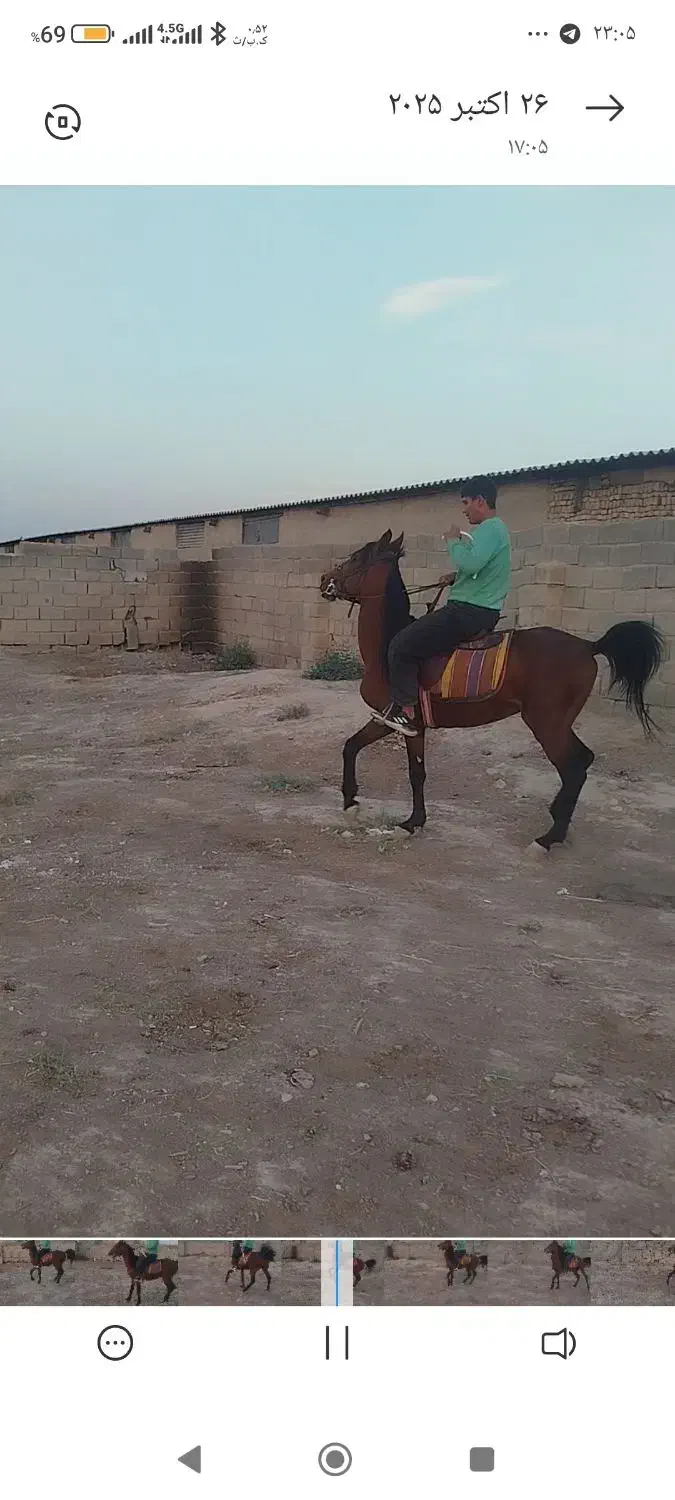 اسب نریون دره شور|اسب و تجهیزات اسب‌سواری|کهریزک, |دیوار