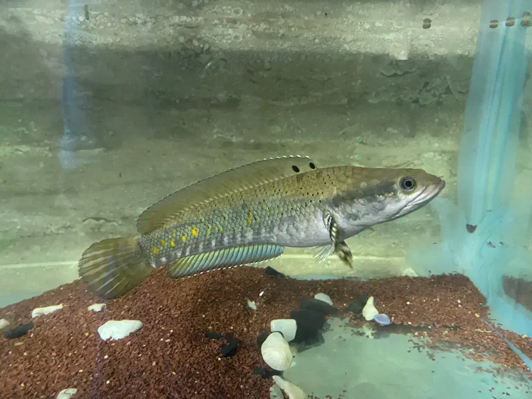 فروش یا معاوضه چند ماهی خاص|ماهی|تهران, افسریه شمالی|دیوار