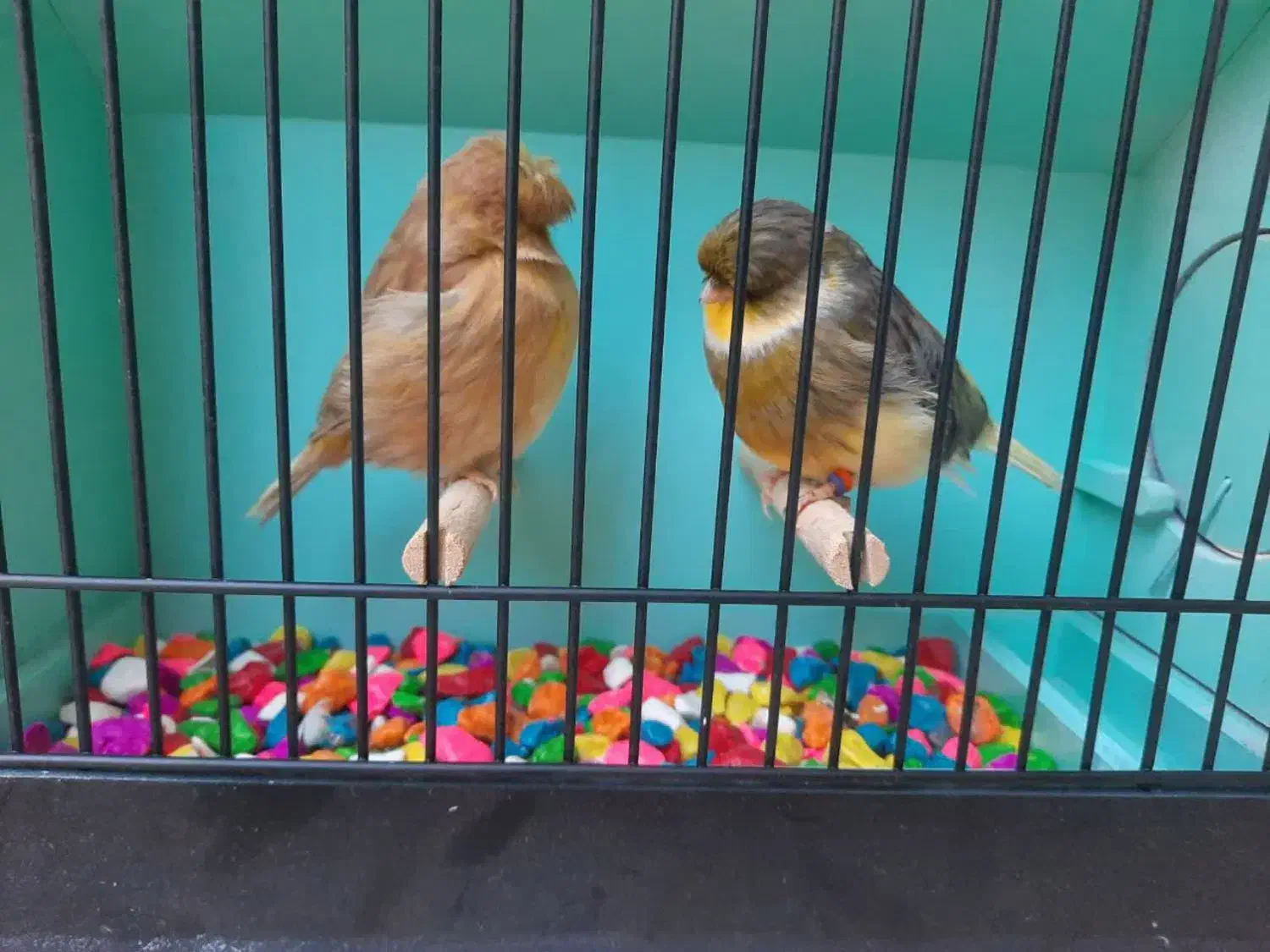 جفت قناری گلاستر اورجینال|پرنده|مشهد, سرافرازان|دیوار