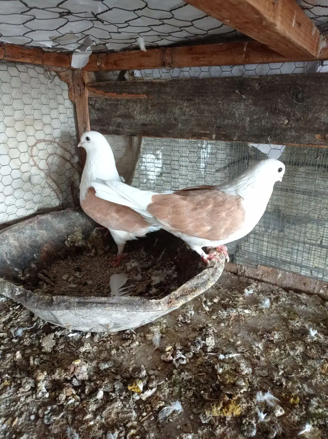 کبوتر تزیینی|پرنده|دیلم, |دیوار