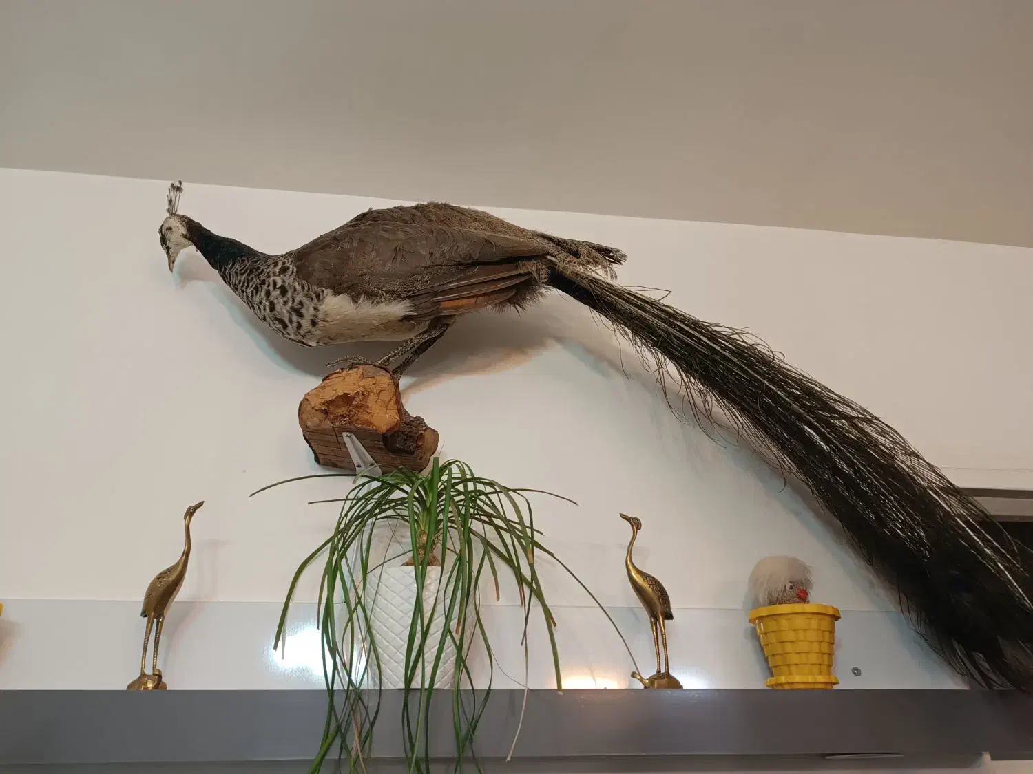 طاووس و پرنده خشکل تاکسدرمی|صنایع دستی و سایر لوازم تزئینی|اردبیل, |دیوار