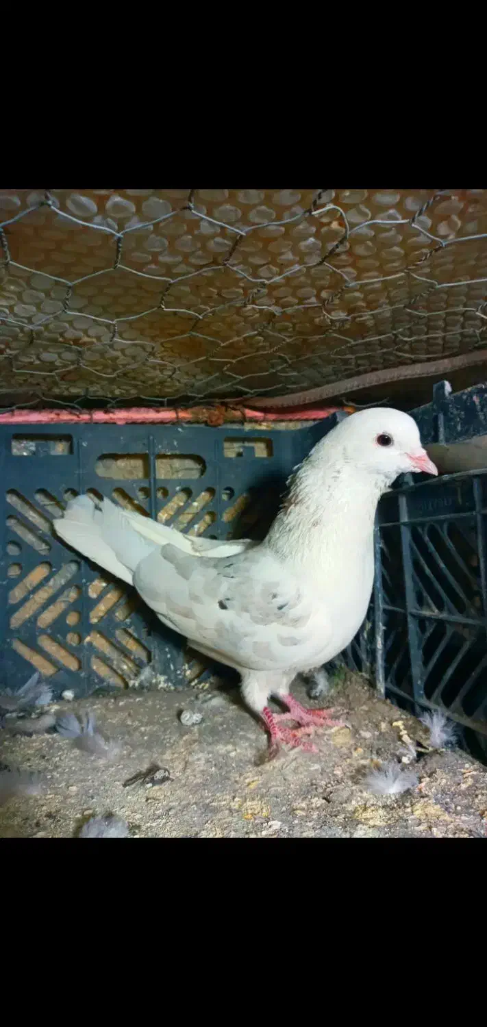 تکی و یک جا به فروش میرسند|پرنده|هندمینی, |دیوار