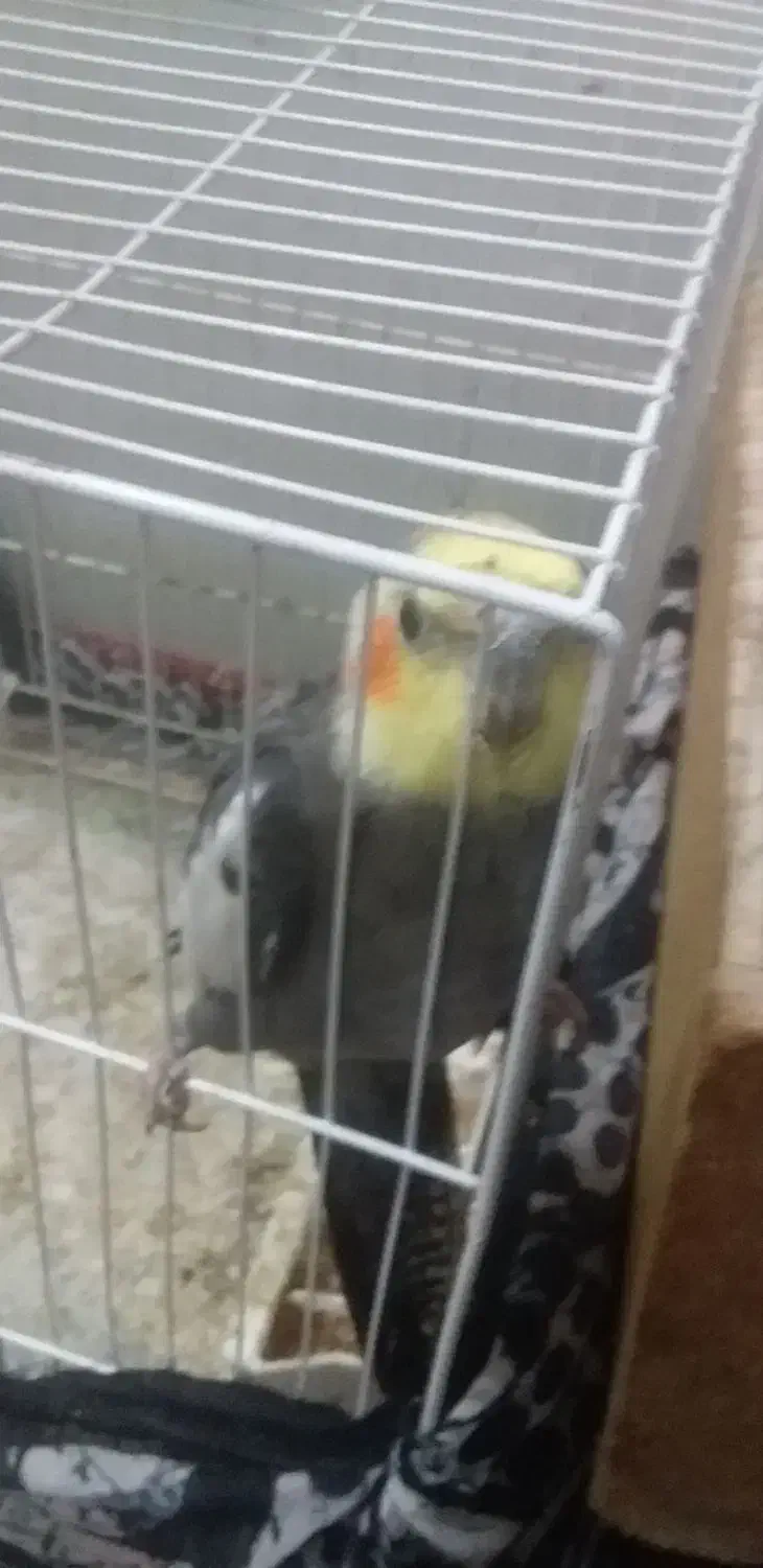 عروس هلند|پرنده|رامیان, |دیوار