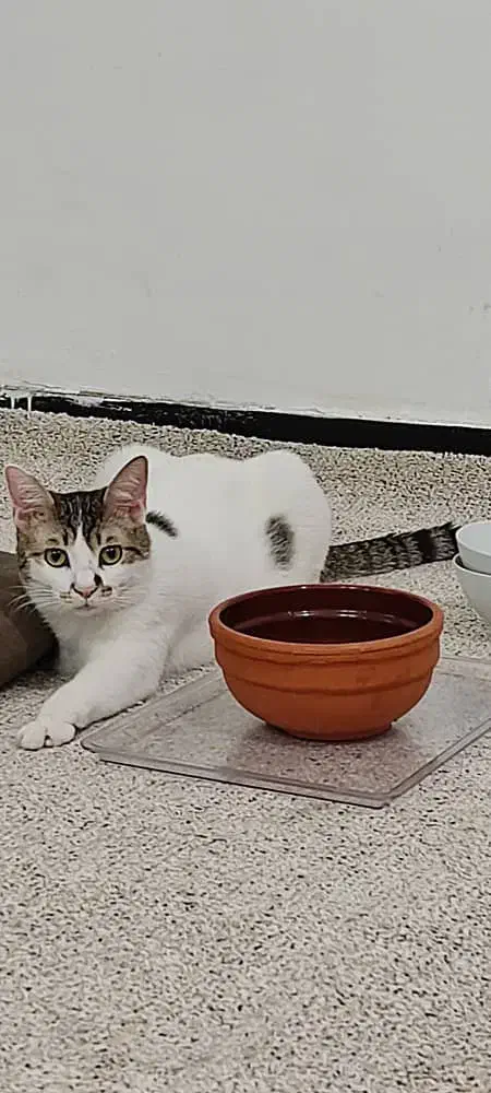 گربه|گربه|بوشهر, |دیوار