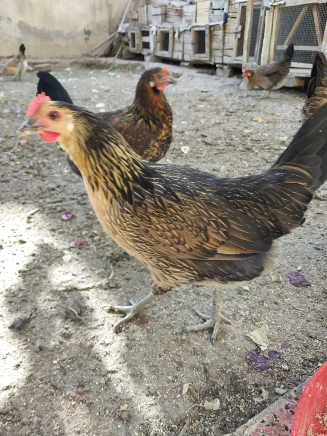 تخم نطفه دار مرغ اصیل لری تک رنگ|حیوانات مزرعه|کرج, اصفهانی‌ها|دیوار