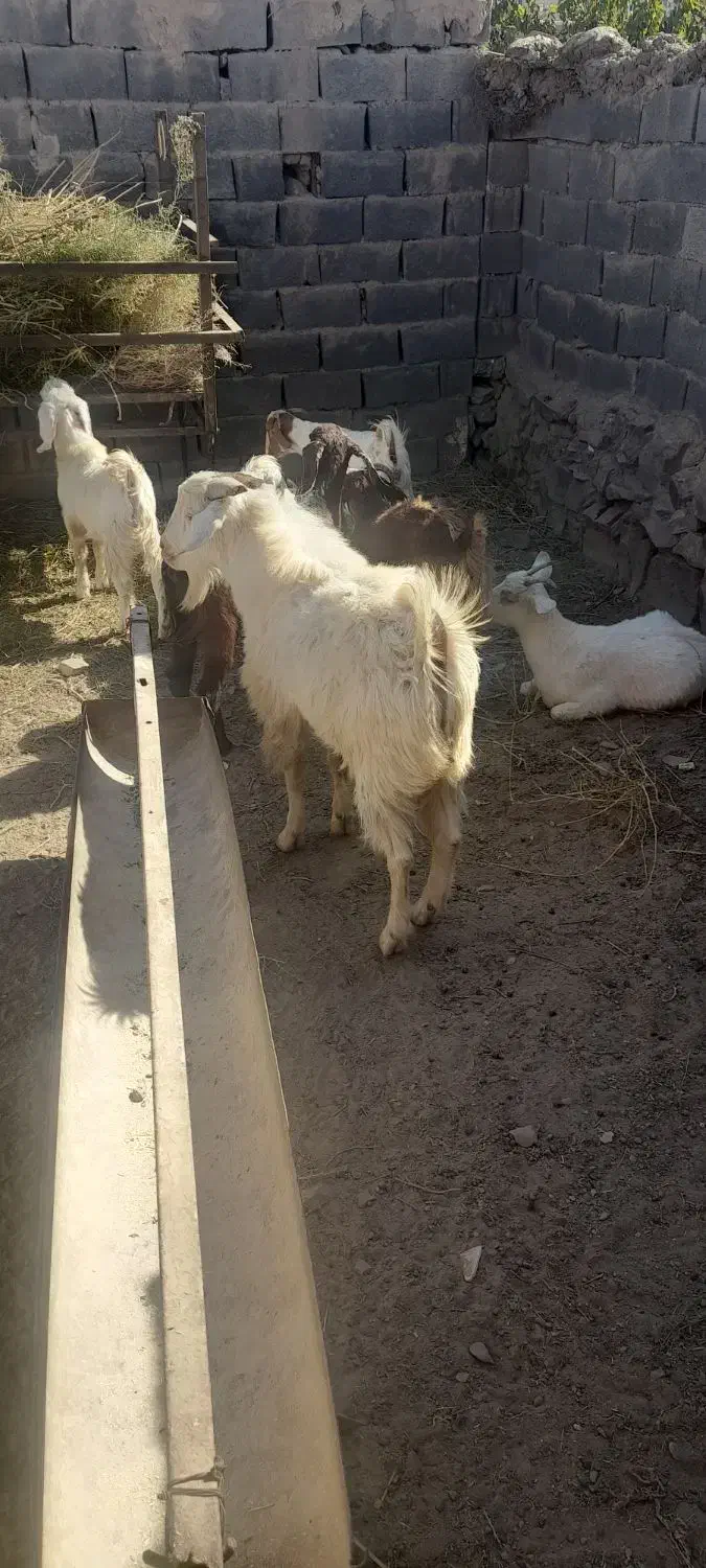 تکشاد سانن|حیوانات مزرعه|مشهد, امیرآباد|دیوار