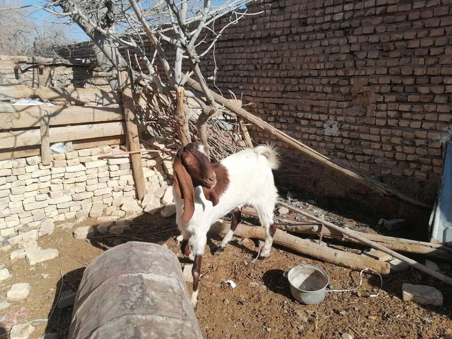 چپش پاکستانی|حیوانات مزرعه|مهریز, |دیوار