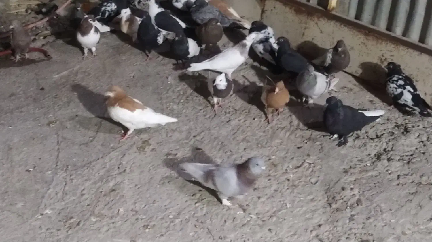 رنگی برای پروندن|پرنده|بهبهان, |دیوار