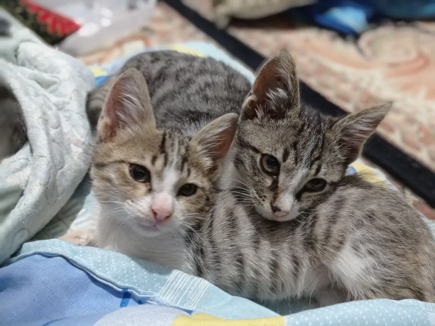 گربه|گربه|تالش, تالش|دیوار