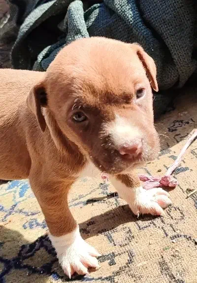 سگ پیتبول|سگ|قزوین, |دیوار