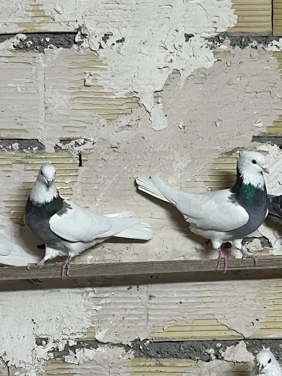 کبوتر طوقی|پرنده|رزن, |دیوار