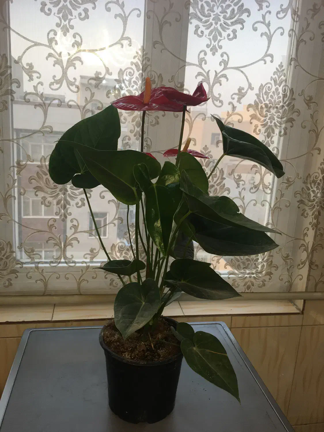 گل آنتریوم|گل و گیاه طبیعی|تهران, مسعودیه|دیوار