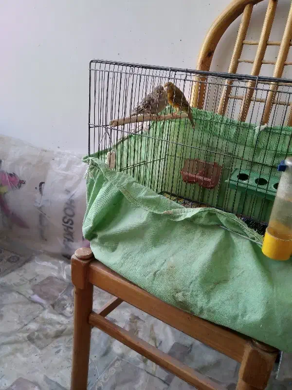 ۲عدد قناری ماده آماده|پرنده|کرج, عظیمیه|دیوار