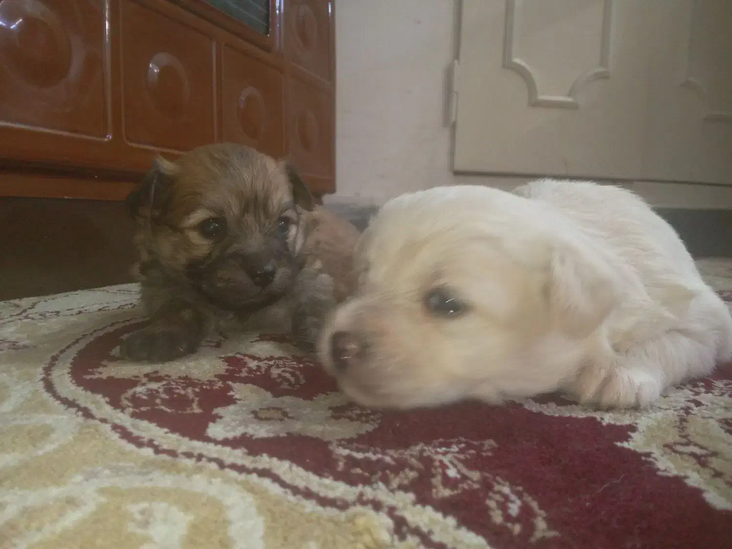 سگ شیتزو ترییر|سگ|شیراز, بازار|دیوار