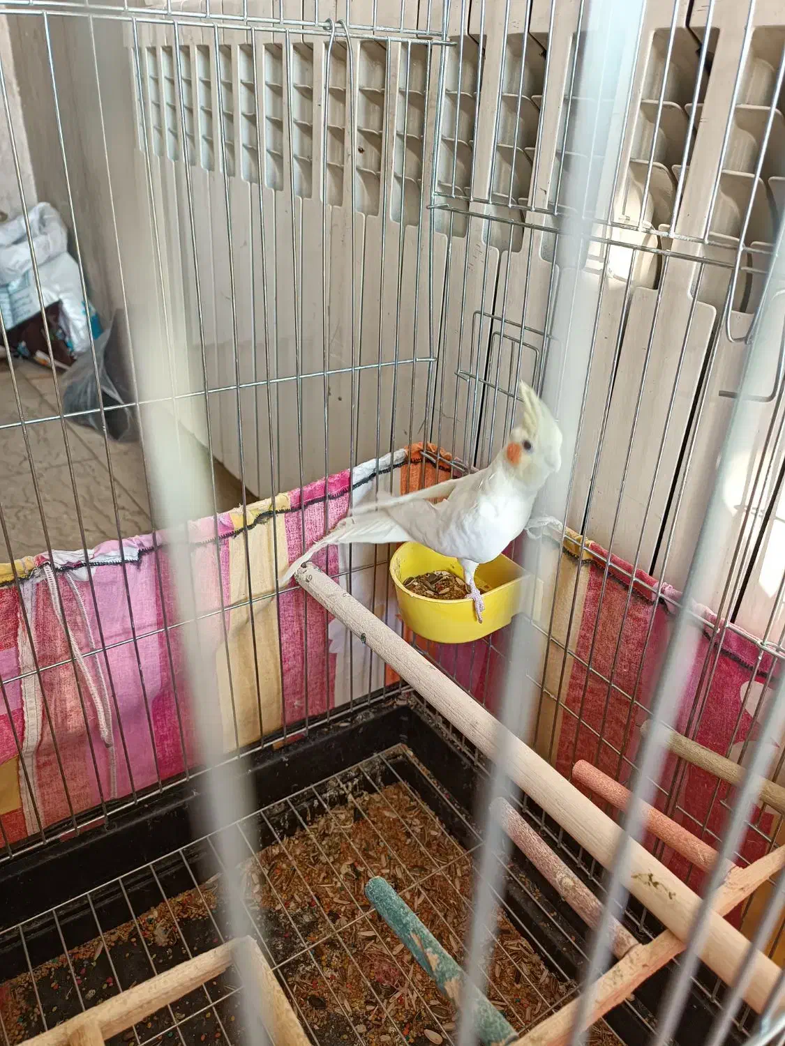 عروس هلندی|پرنده|ماهدشت, |دیوار