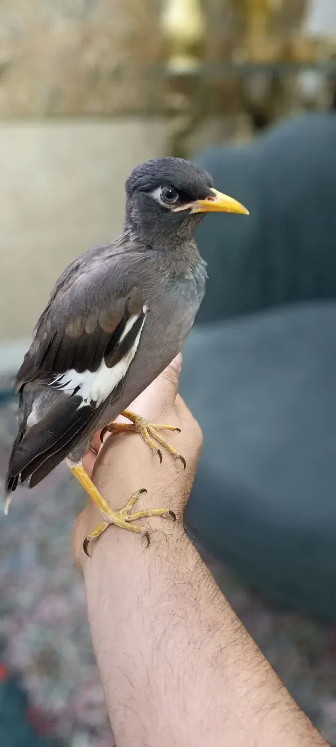 مرغ مینا رام|پرنده|ری, دولتآباد|دیوار