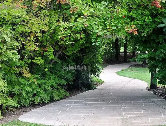 کاشت درخت شراکتی|خدمات باغبانی و درختکاری|زاغه, |دیوار