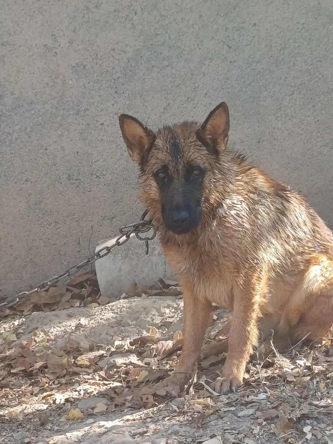 سگ مالینیوز وژرمن|سگ|مشهد, امیریه|دیوار
