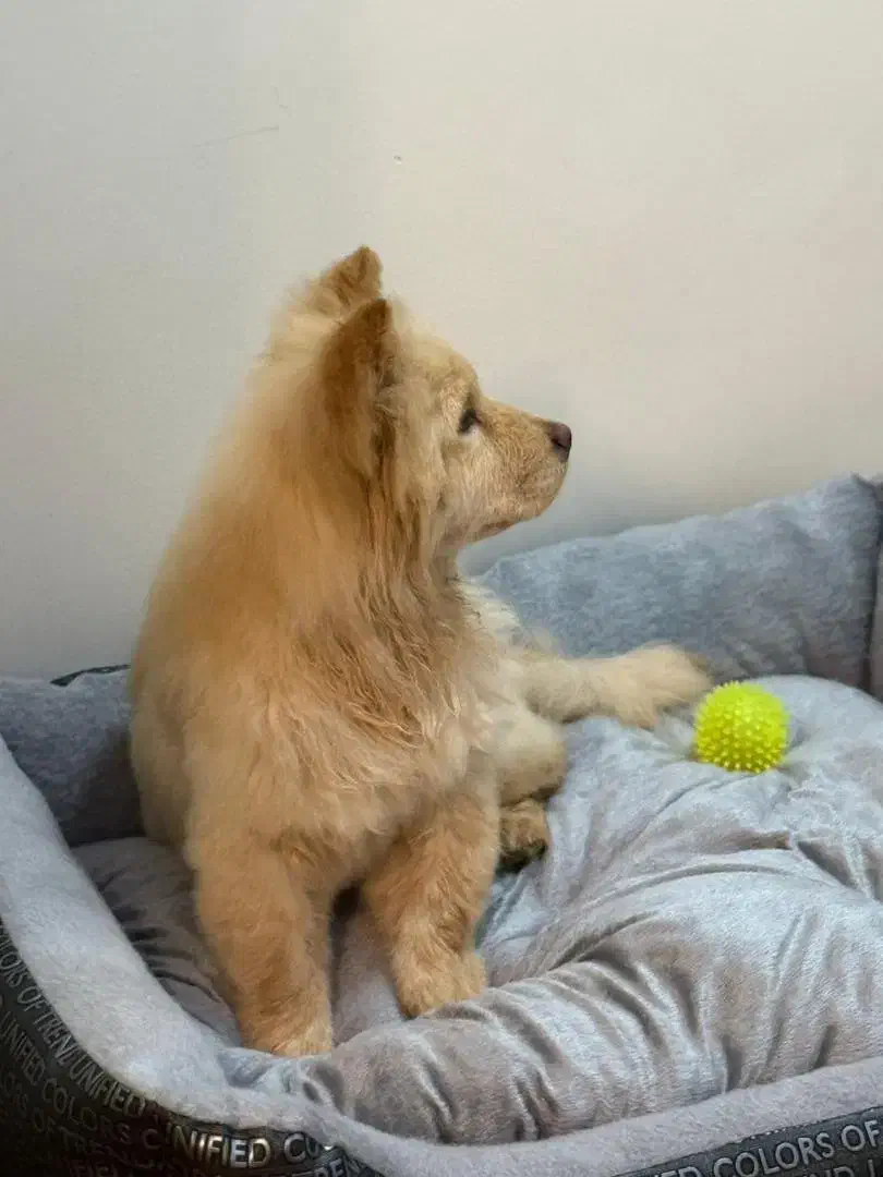 سگ چاو چاو|سگ|کرمان, |دیوار