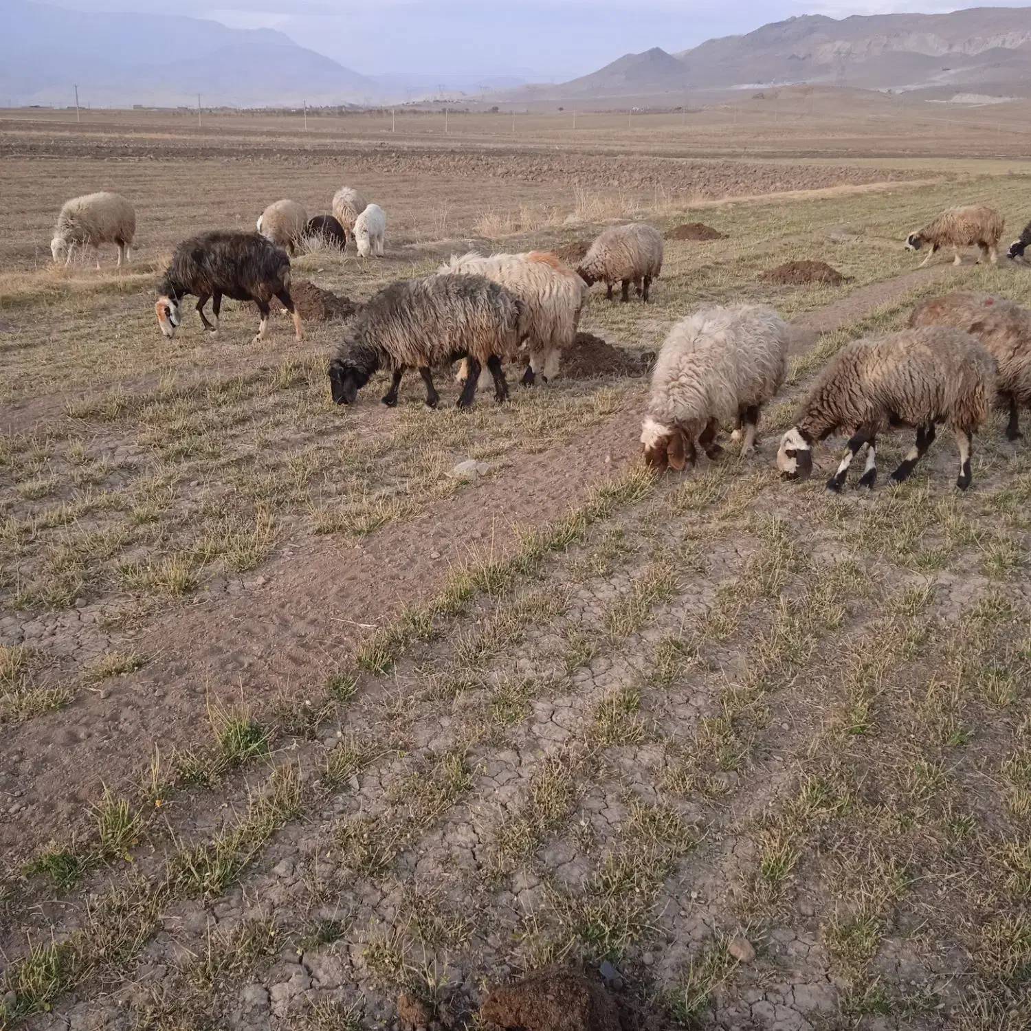 فقط یک ماهه|حیوانات مزرعه|خانمیرزا, |دیوار