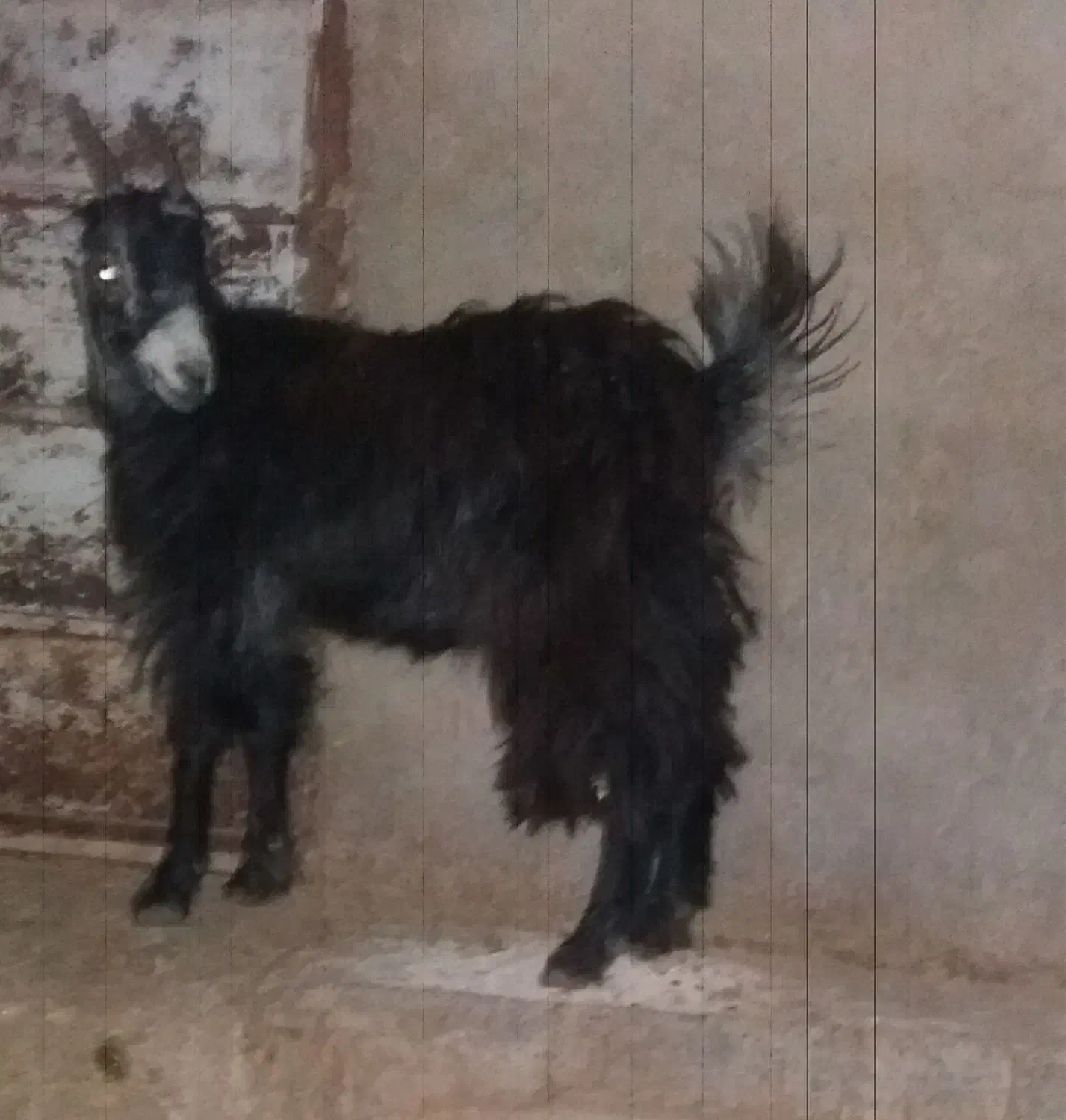 فروش بزغاله ماده آبستن|حیوانات مزرعه|پاکدشت, پارچین|دیوار