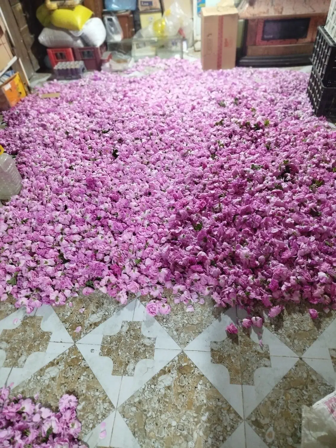 گل محمدی|گل و گیاه طبیعی|مشهد, کوی سیدی|دیوار