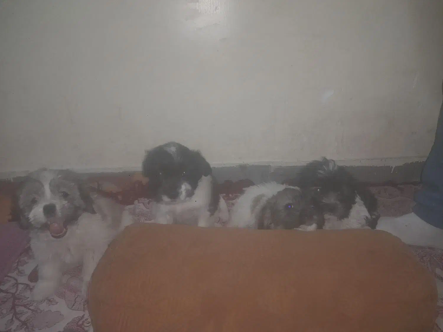 واگذاری توله های شیتزو|سگ|شیراز, شهرک سعدی|دیوار