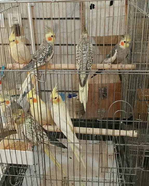 عروس هلندی سرلاکی البینو شاه طوطی قفس پرنده.خریدار|پرنده|کرج, حصارک بالا|دیوار