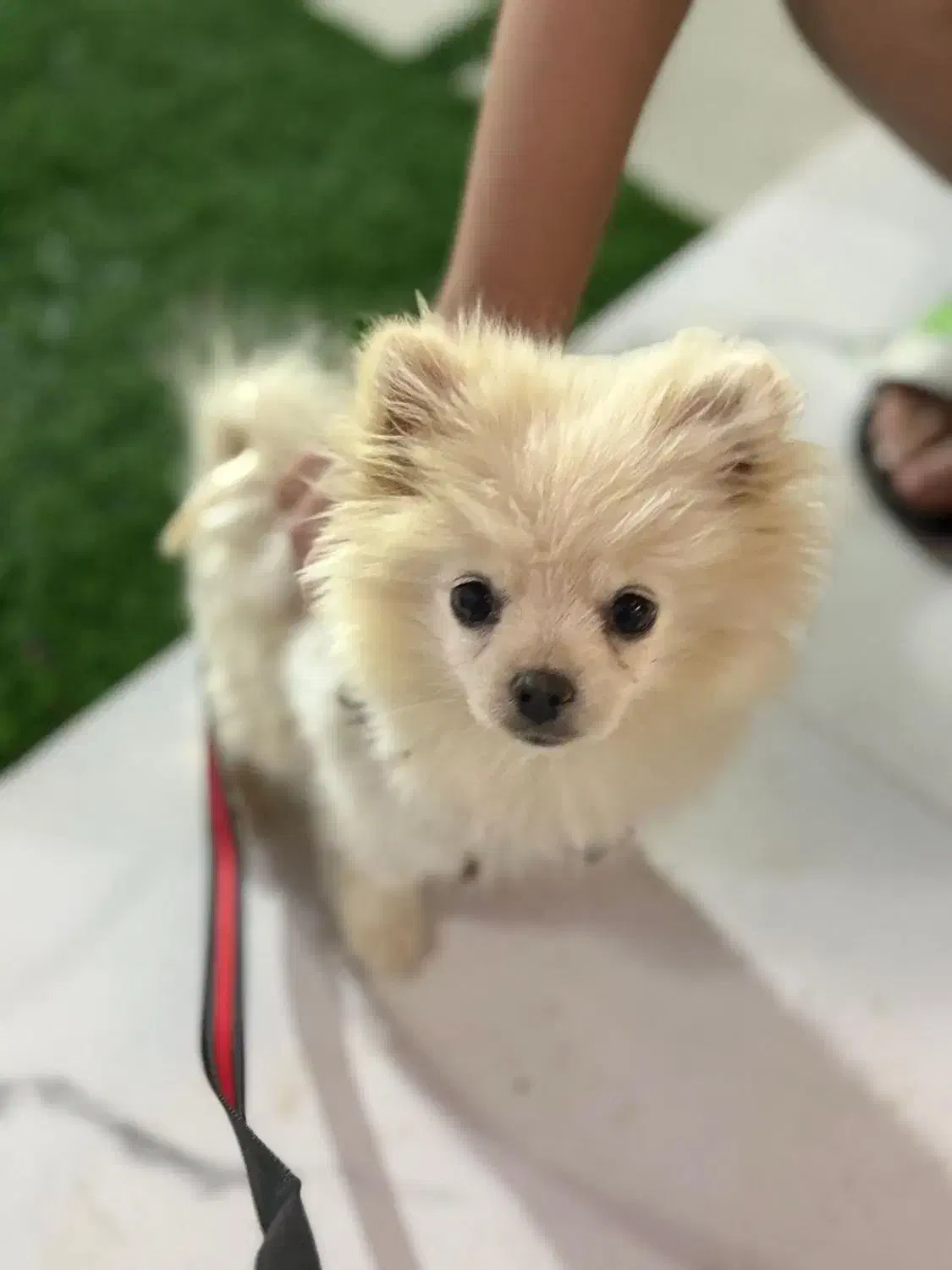 پامرانین روباهی به فروش میرسد|سگ|تربت جام, میان جام|دیوار