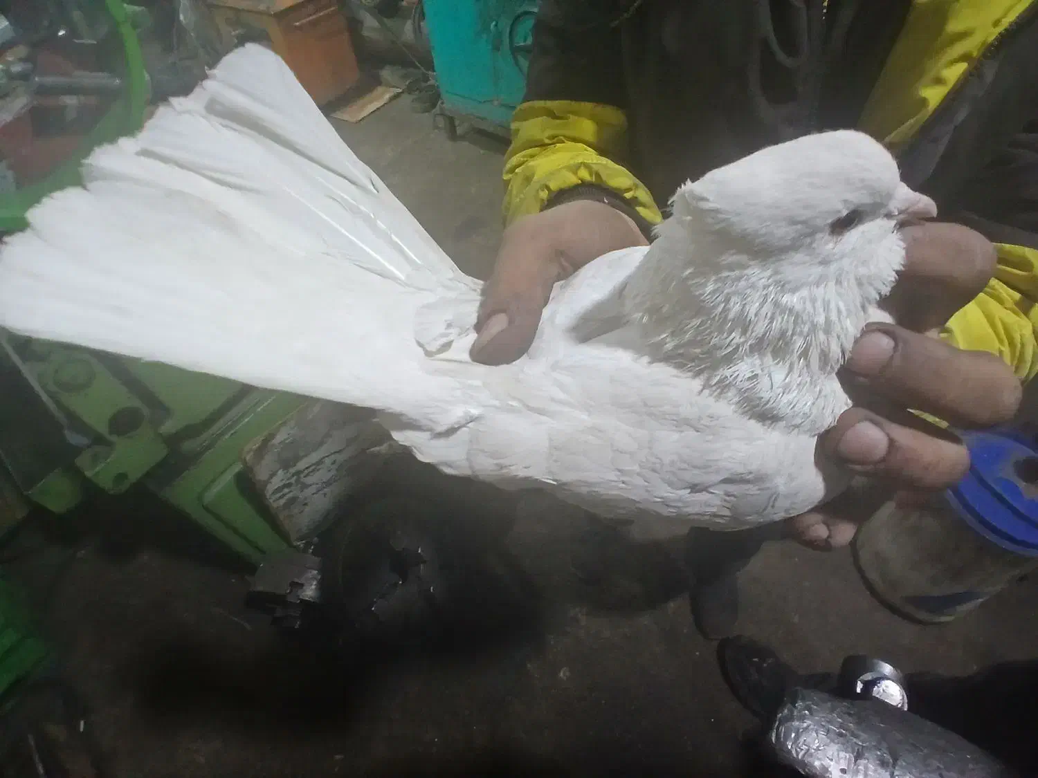 کبوتر تهرانی|پرنده|آذرشهر, |دیوار