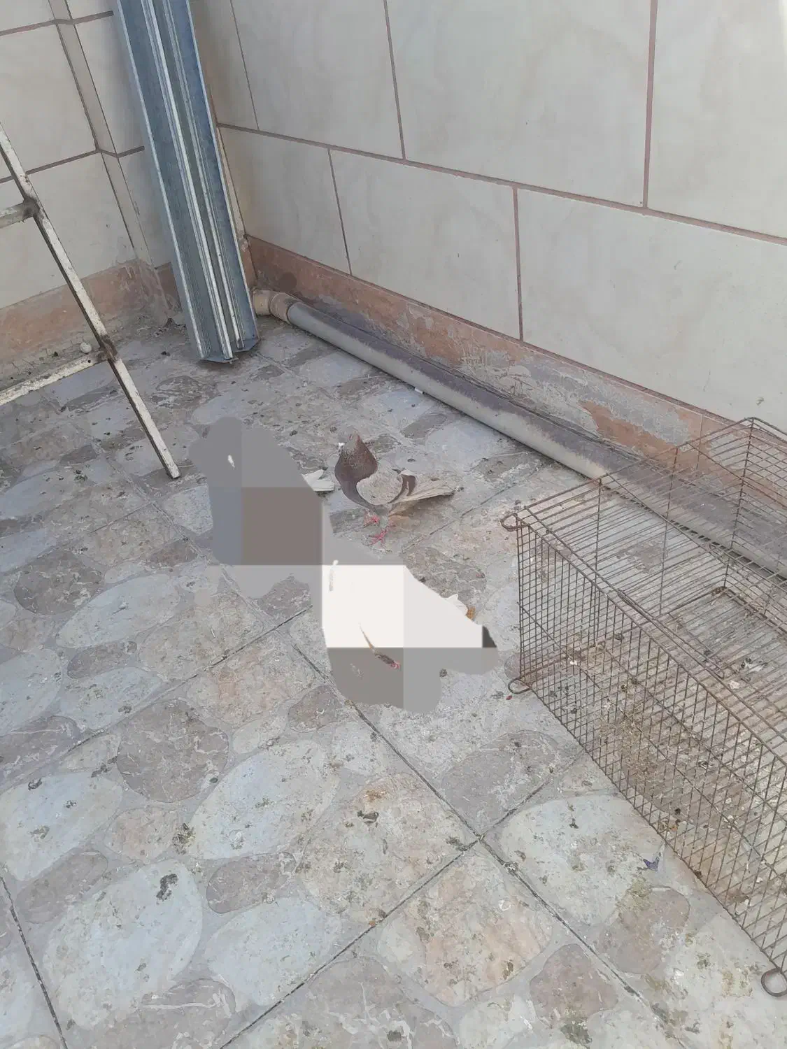 خال پیس گمشده|پرنده|قم, شهرک مهدیه (مدرس)|دیوار