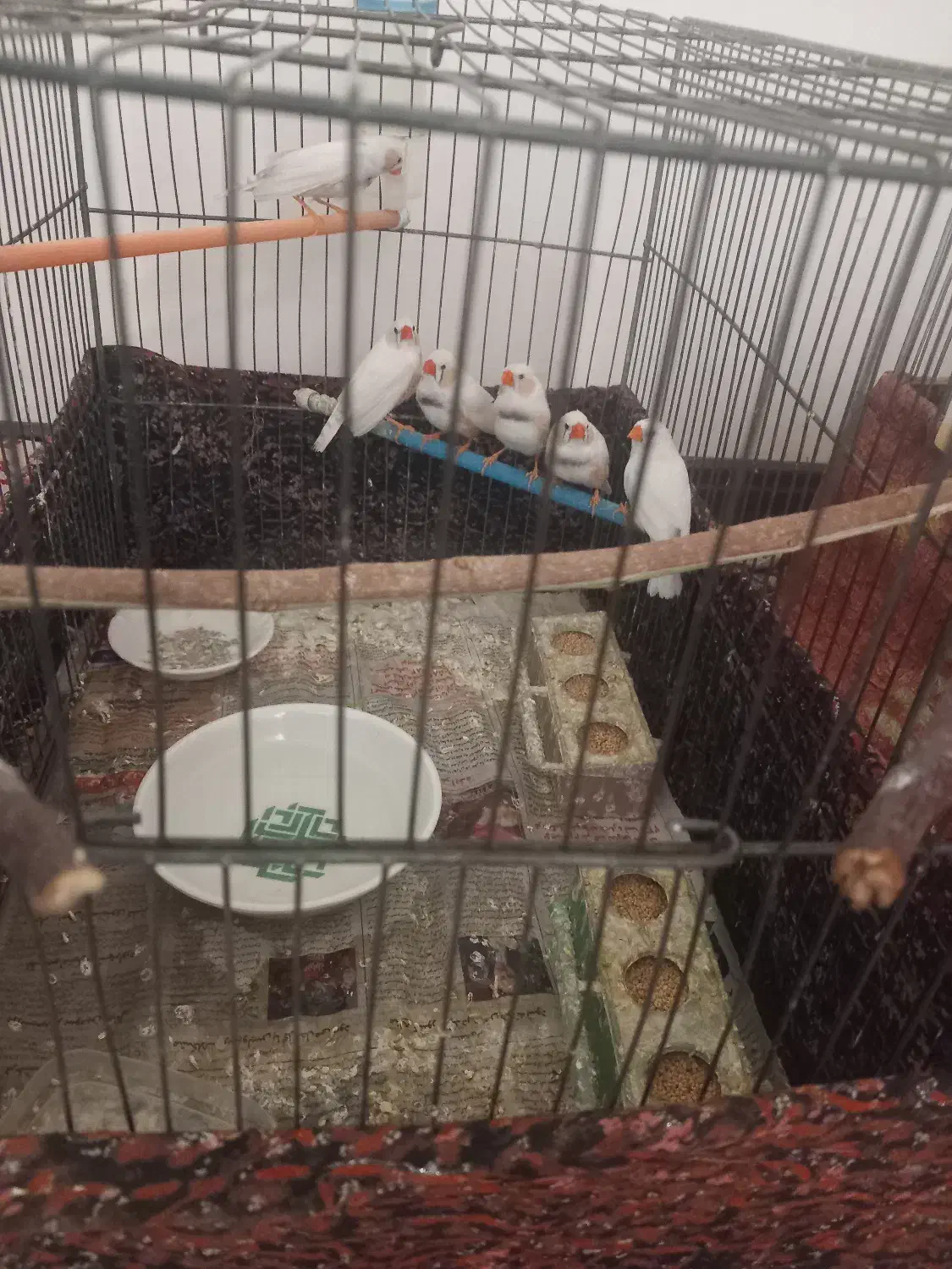 فنچ|پرنده|تهران, ابوذر|دیوار