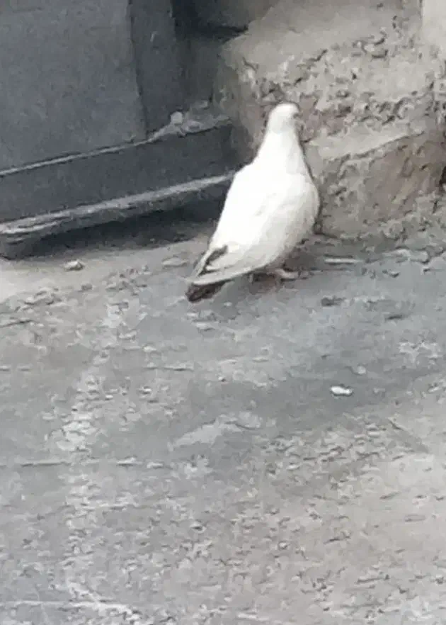 کبوتر دنبی|پرنده|لالی, |دیوار