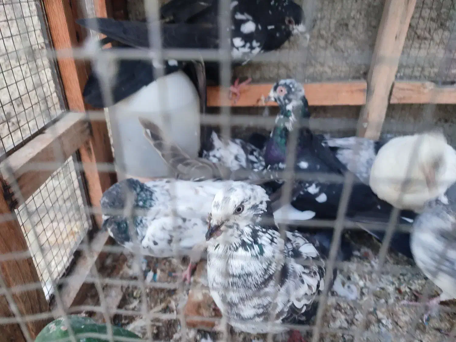 کبوتر ارزان جم|پرنده|جم, |دیوار