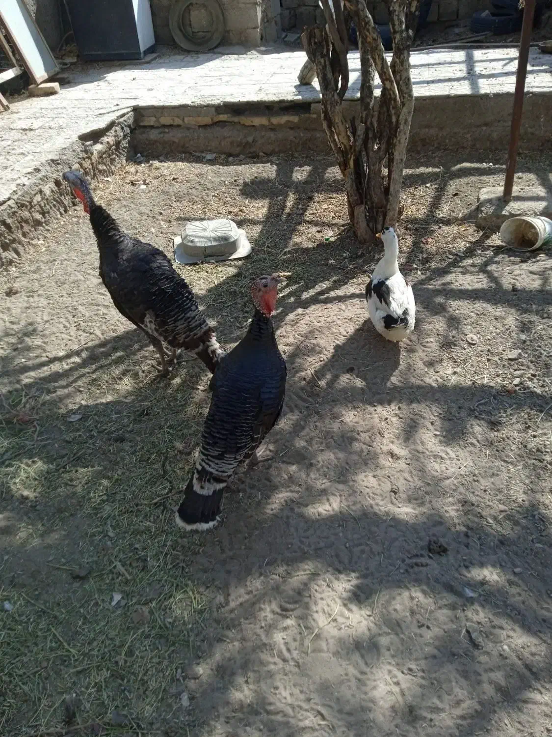 بوقلمون|حیوانات مزرعه|گلباف, |دیوار