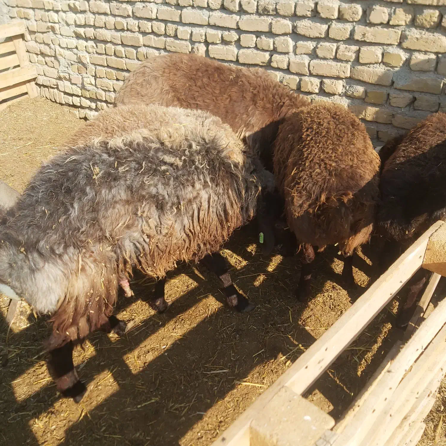 ۶راس بره نر پرواری|حیوانات مزرعه|تنکمان, |دیوار