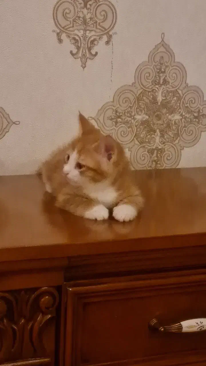 امور منزل و امور گربها|استخدام سرایداری و نظافت|هشتگرد, هشتگرد قدیم|دیوار