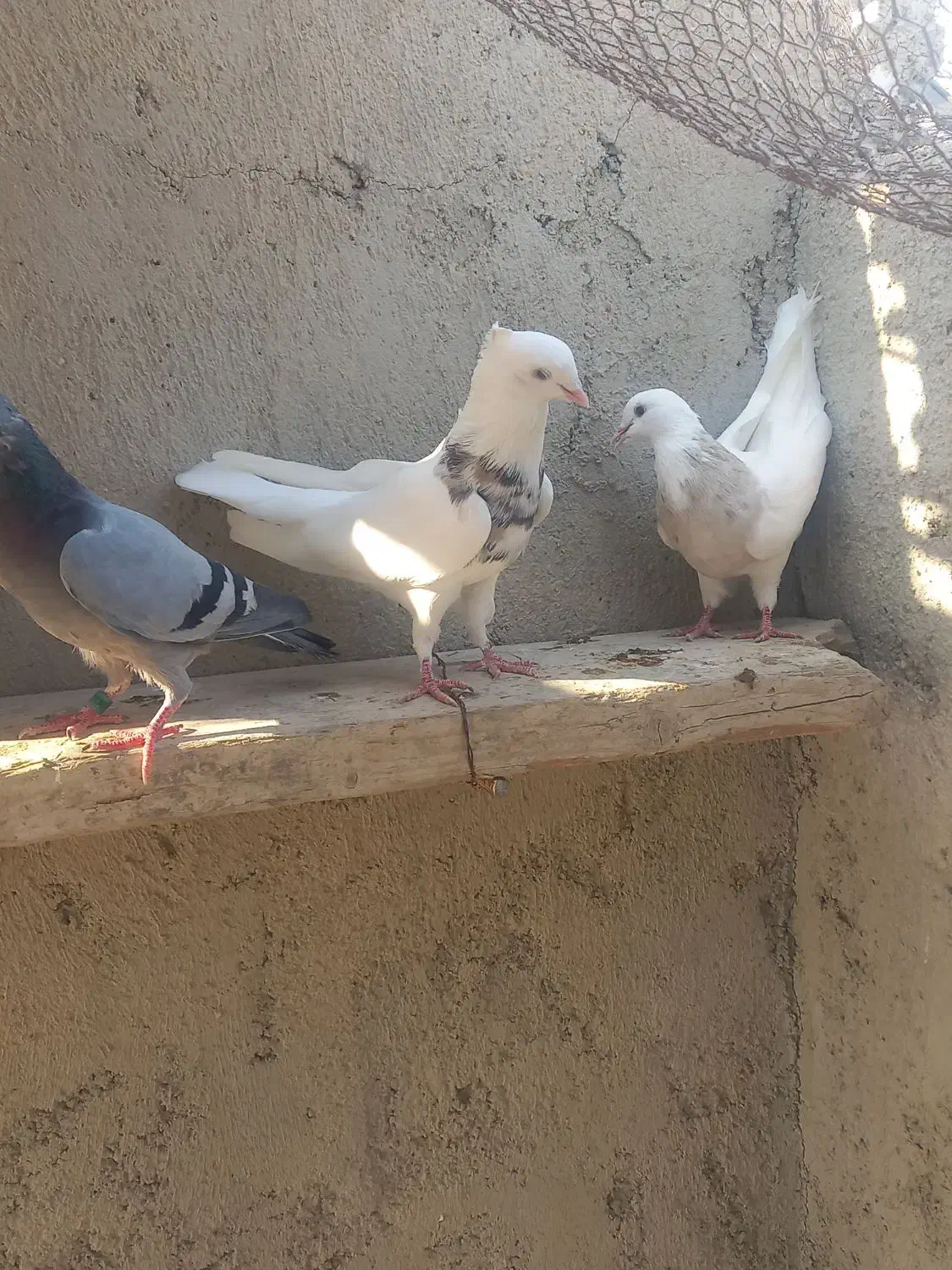 کبوتر|پرنده|شبانکاره, |دیوار