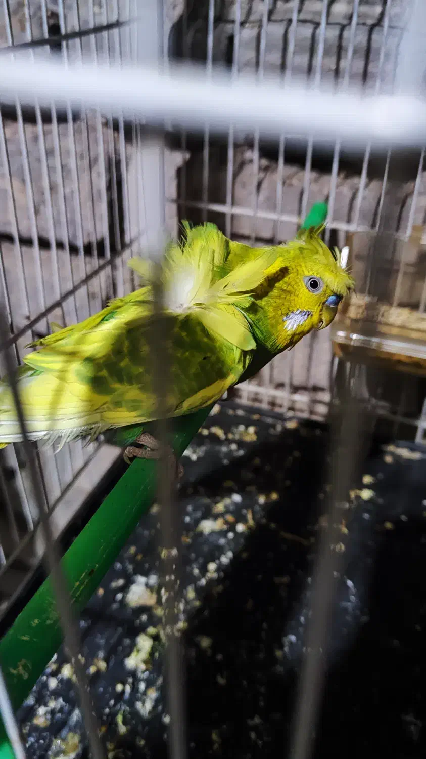 پرنده|پرنده|فردوس (خراسان), |دیوار