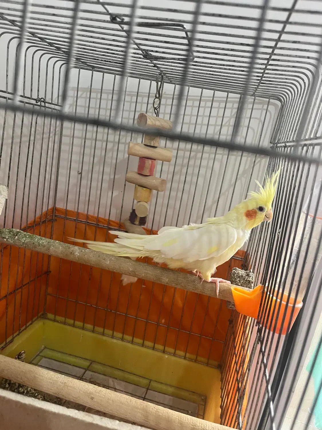 عروس هلندی ماده|پرنده|رشت, منظریه|دیوار