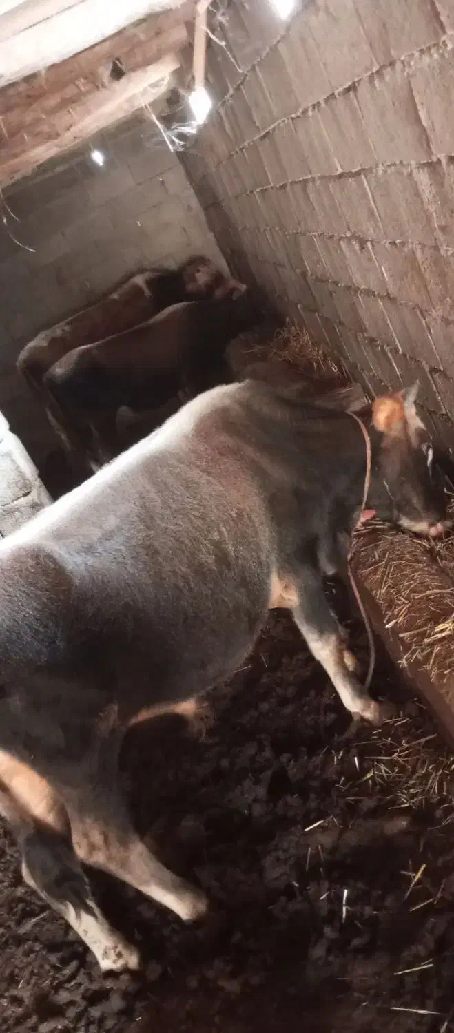 فروش دو عدد گاو نر|حیوانات مزرعه|اصلاندوز, |دیوار