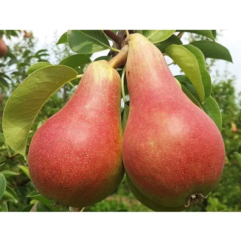 فروش نهال گلابی بلادی جونیو|خدمات باغبانی و درختکاری|شهرکرد, |دیوار