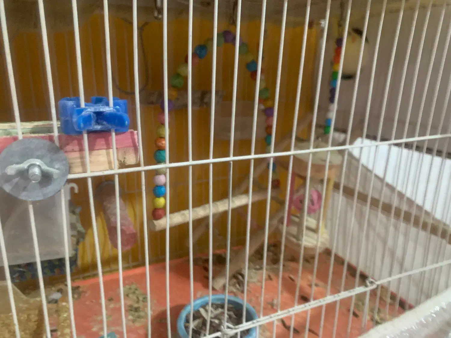 عروس هلندی جفت با تخم معاوضه با مرغ و خروس|پرنده|مشهد, فارغ التحصیلان|دیوار