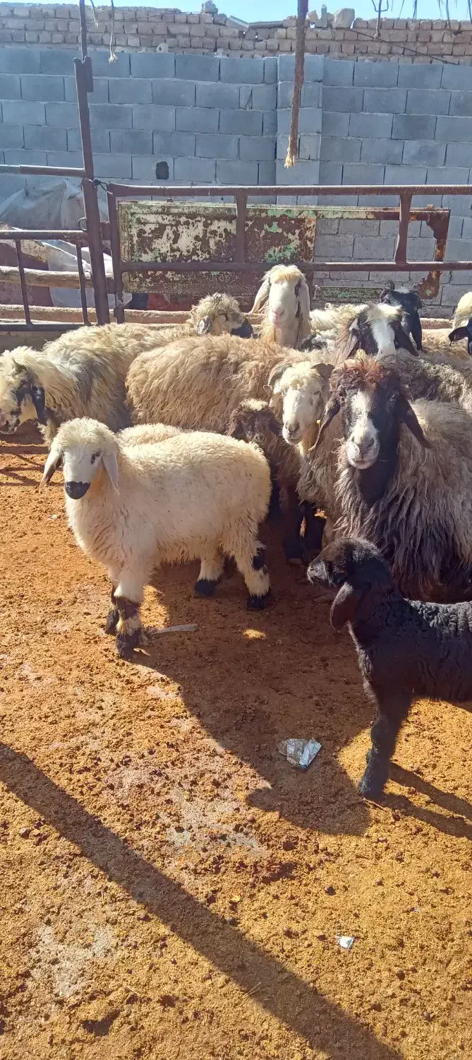 میش و شیشک بره دار|حیوانات مزرعه|مرودشت, کناره|دیوار