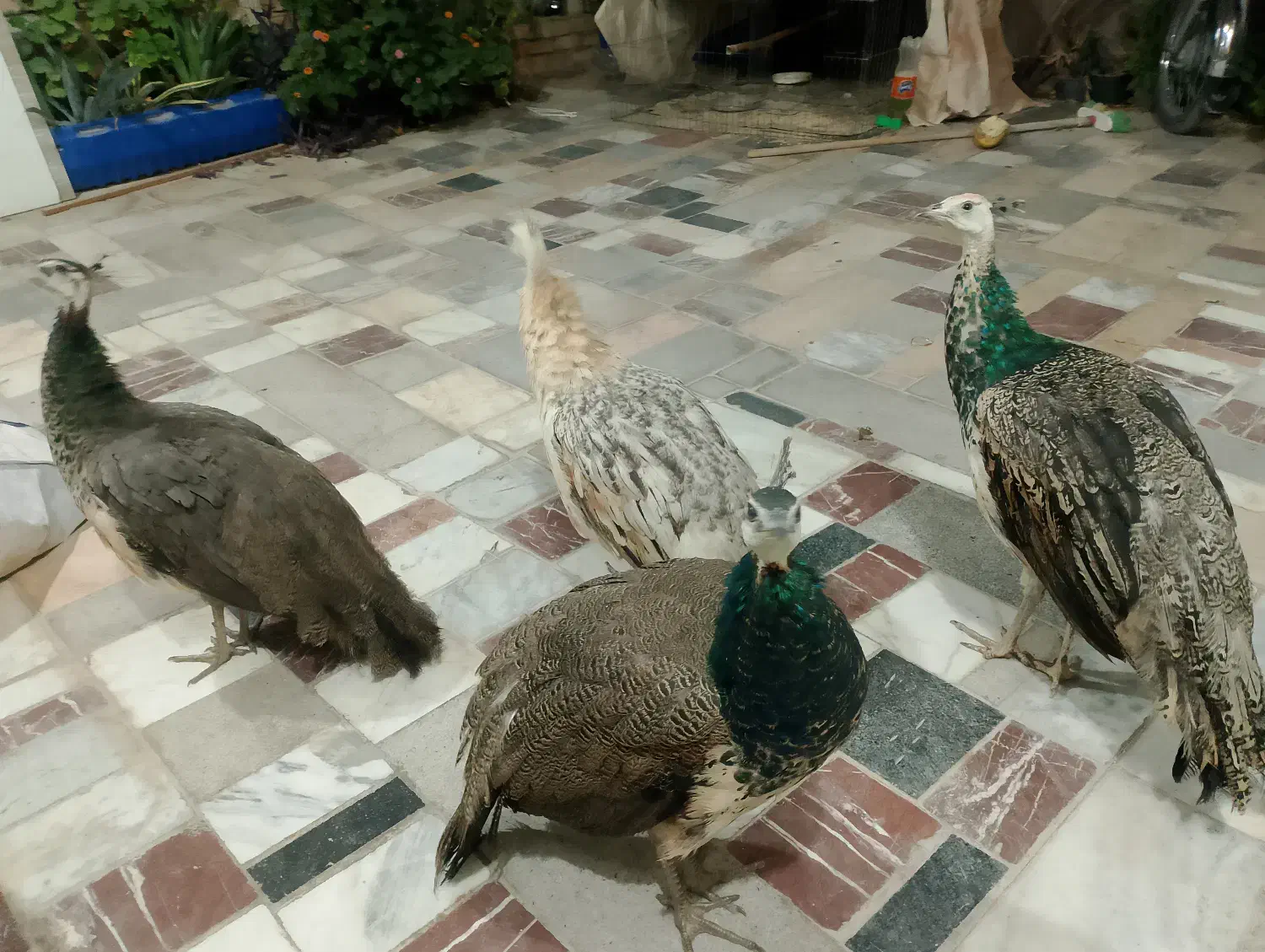 فروش‌4تا‌جوجه‌طاوس|پرنده|کاشمر, |دیوار